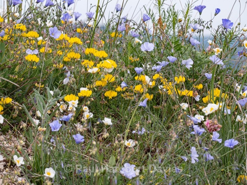 Horseshoe Vetch (Hippocrepis commosa  - Gargano - Flowers in the Landscape