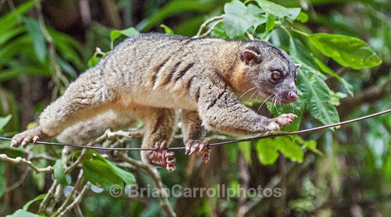 Northern Olingo, Costa Rica - Costa Rican Wildlife