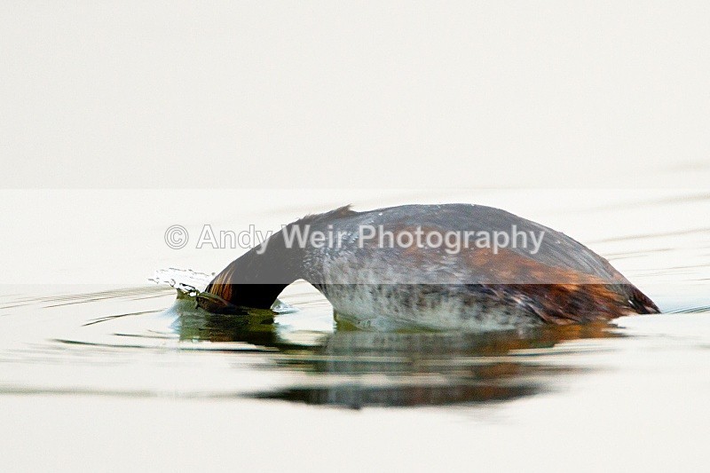 20110419-IMG_4460-147 - Black-necked Grebe