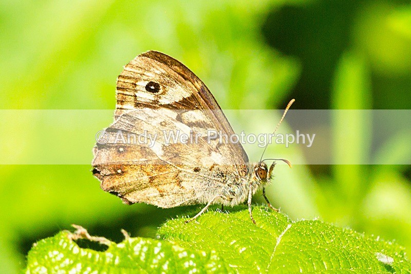 20180529-Woolston3K8A0394 - Butterflies & Moths