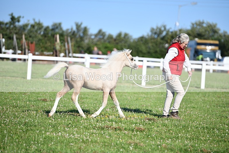 DSC_5362 - Classes 47 & 48: NPS M&M Brood Mare and Foal