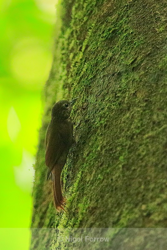 Wedge-billed Woodcreeper, Costa Rica - Wedge-billed Woodcreeper
