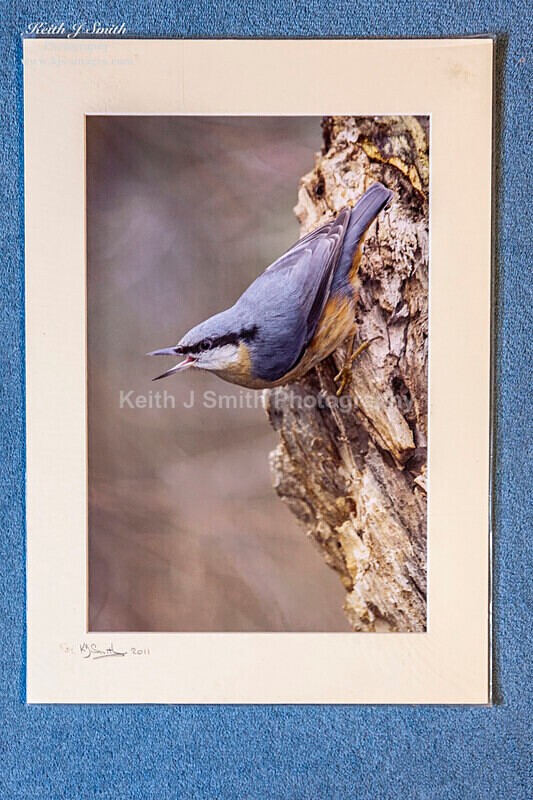 0SKJ9338 - Mounted prints for sale.