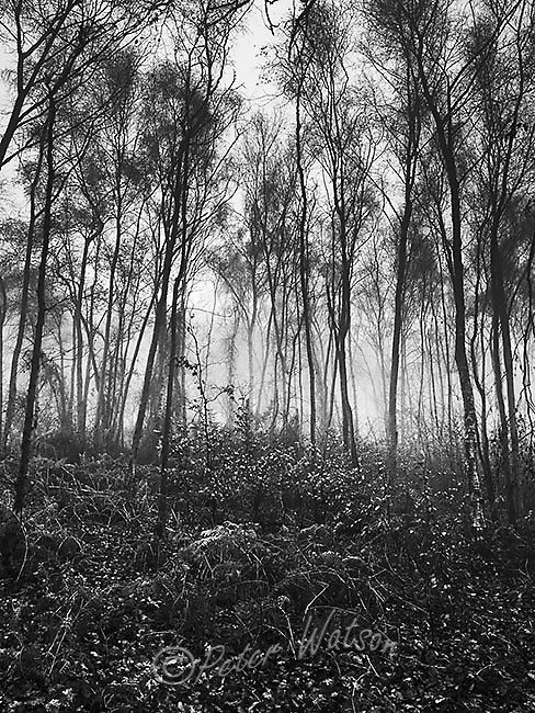 Storeton Woods Wirral England - Monochrome