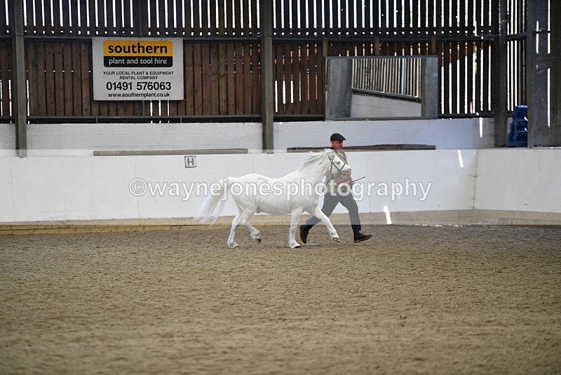 WJ5_5607 - Morning in hand Championship