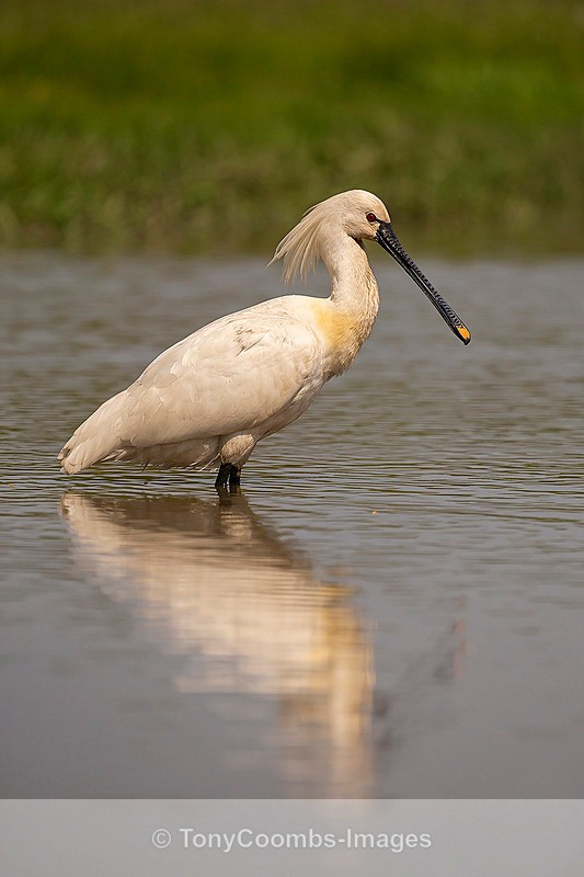 Spoonbill - Egret & Stork Hide