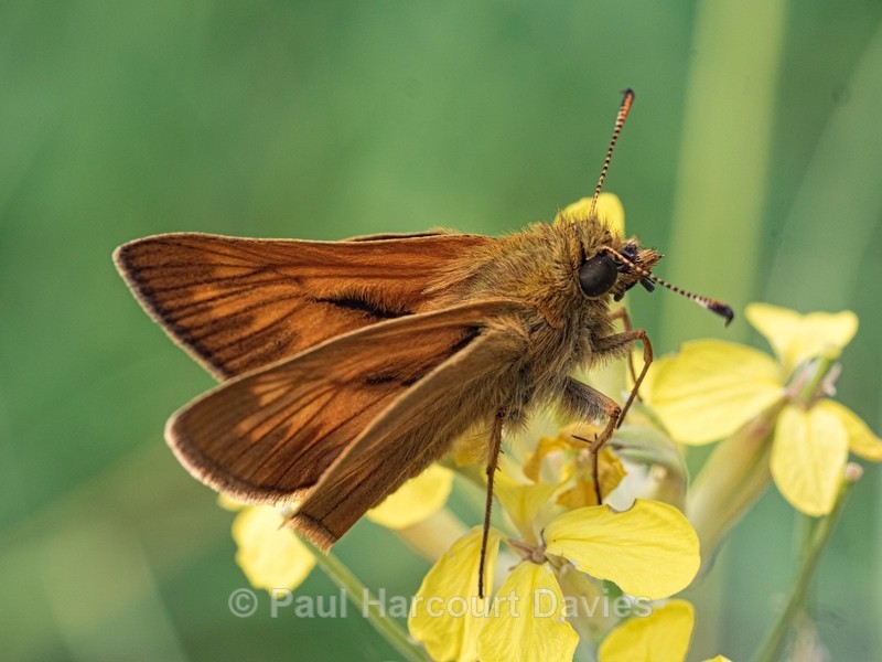 Large Skipper (Ochlodes sylvanus) ♂︎ - Insects, Spiders and other Animals