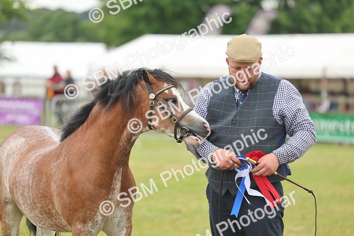 SBM_01689 - Class 50-57 - M&M Welsh Pony In Hand