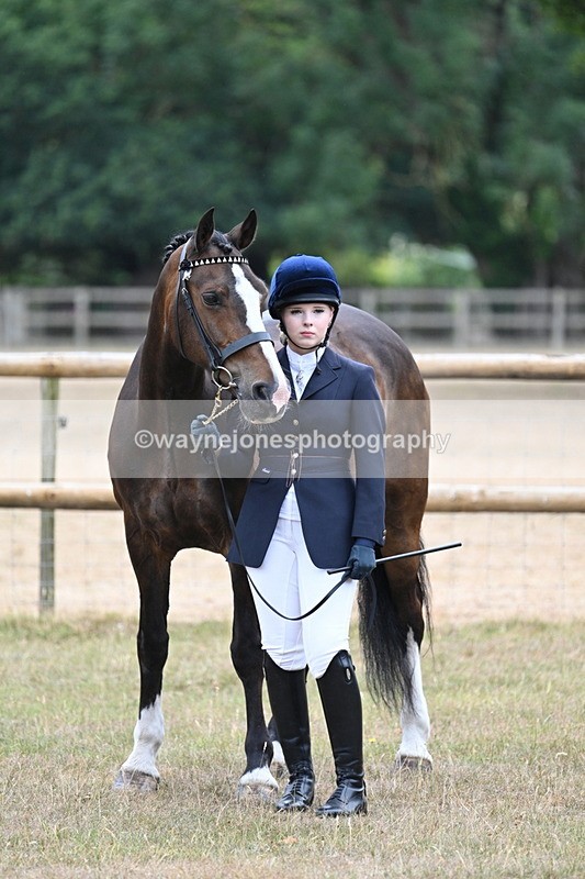 WJ7_9807 - Class 5a Most Handsome Gelding (above 14.2hh)