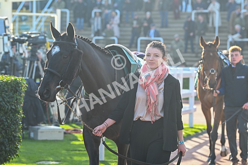 151124-Race 1-Paddock-Littlefoot-7016 - Race 1