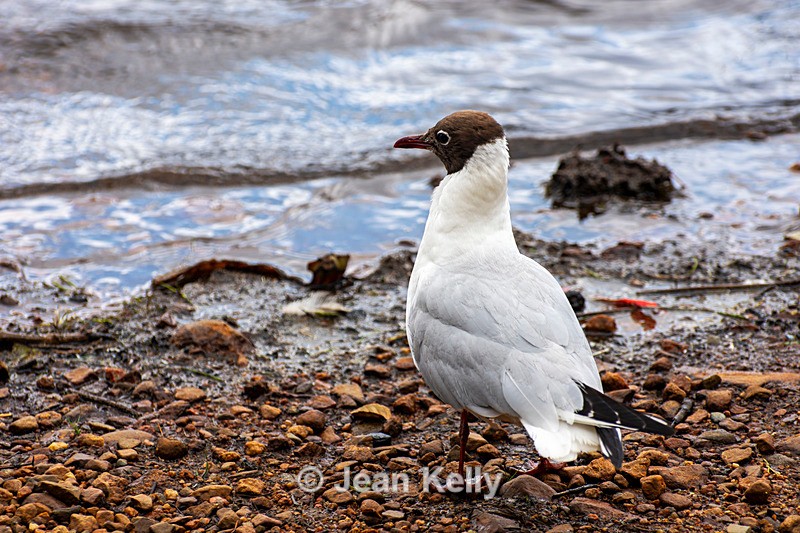 Black-headed Gull - DSC_5946 - Birds