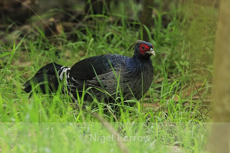 Kalij Pheasant (male), Kipukapuaulu, Hawaii - Kalij Pheasant