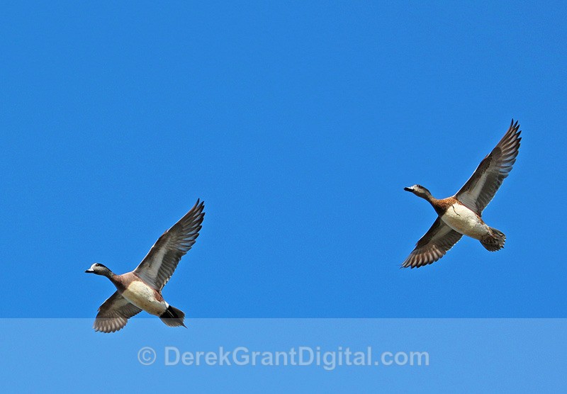 Greater Scaup in Flight