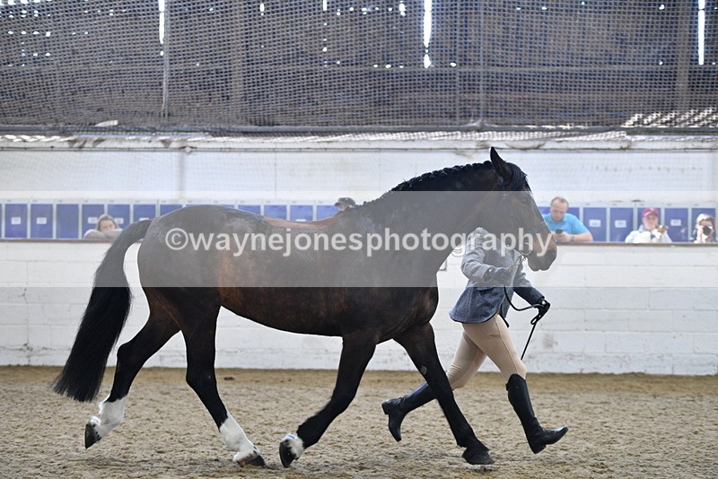 WJ5_4723 - Class 3 Part Bred In hand