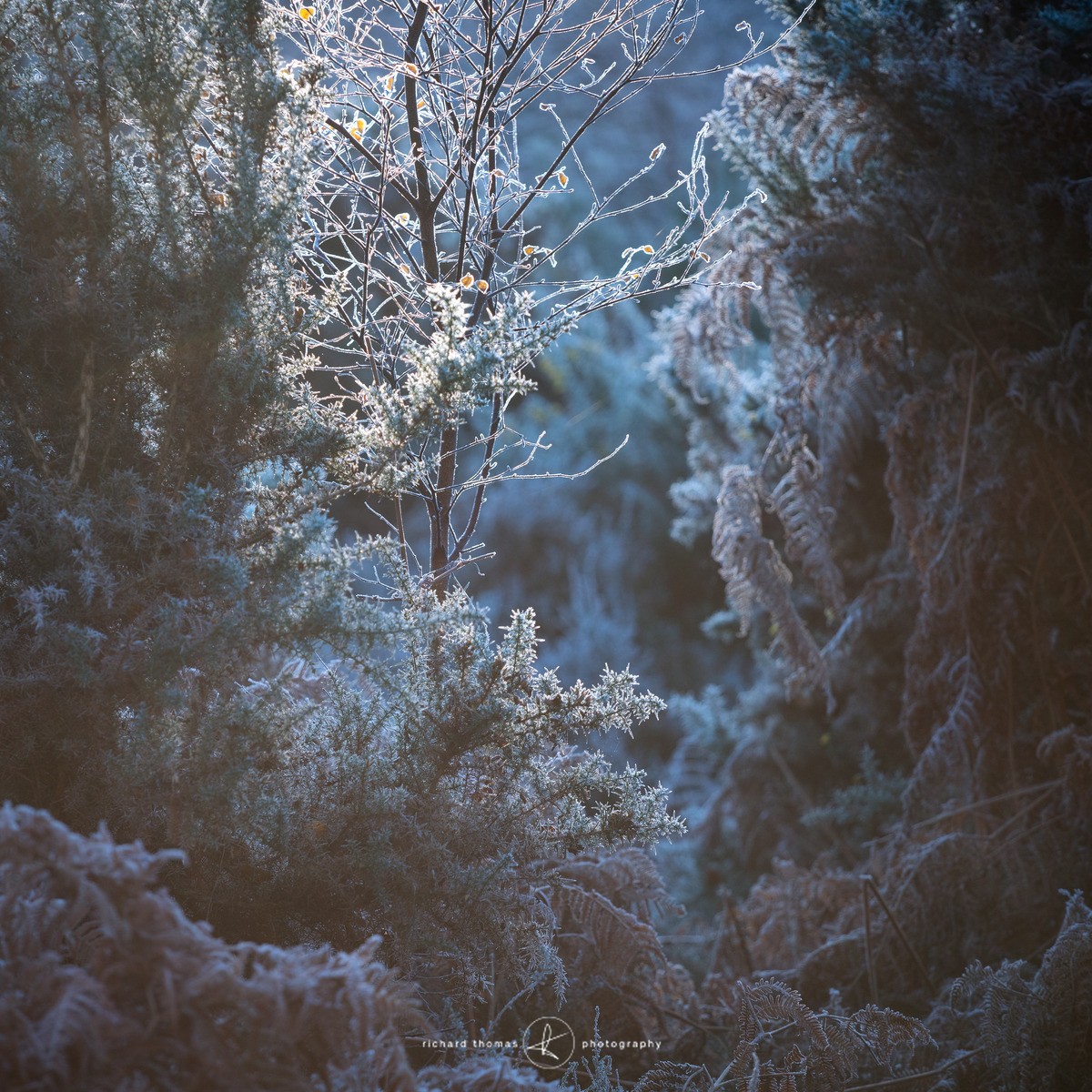 Hinted through Gorse - WINTER