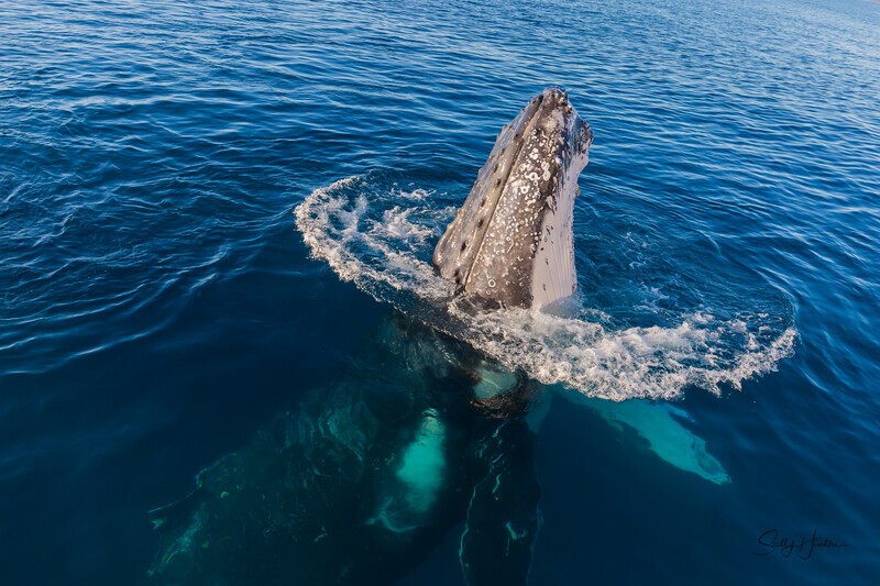 Hello 5_16A8336 - Humpback Whales
