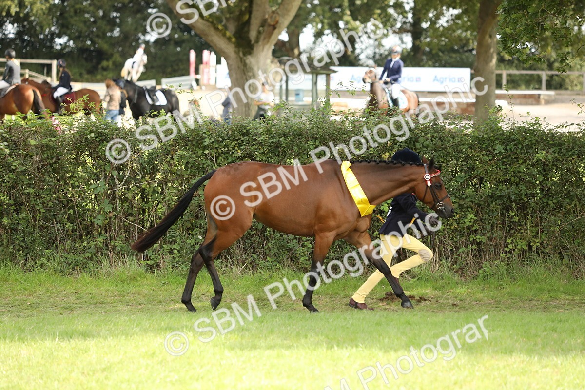 SBM_66290 - In Hand Pony & Youngstock Supreme Championship