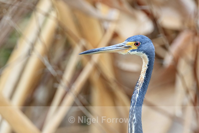 Tricolored Heron portrait, Harns Marsh, Florida - Tricolored Heron
