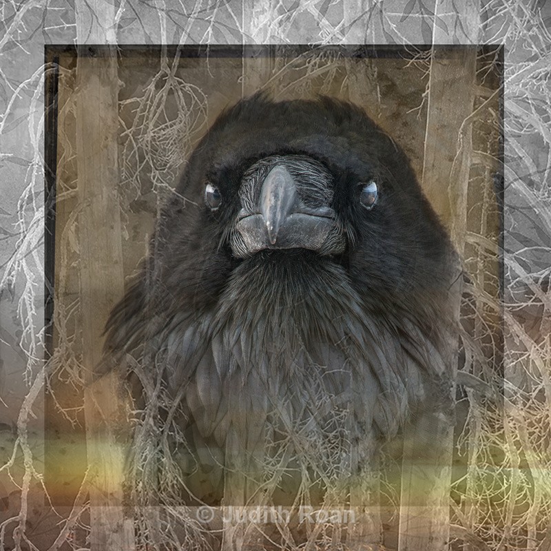 Raven and Sunset - Photo Montages