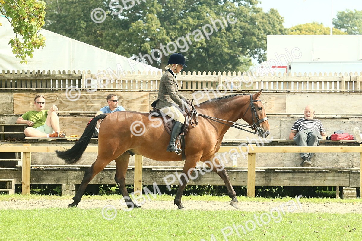 SBM_66701 - S34 - Rehabilitated Rescue Horse & Pony In Hand & Ridden