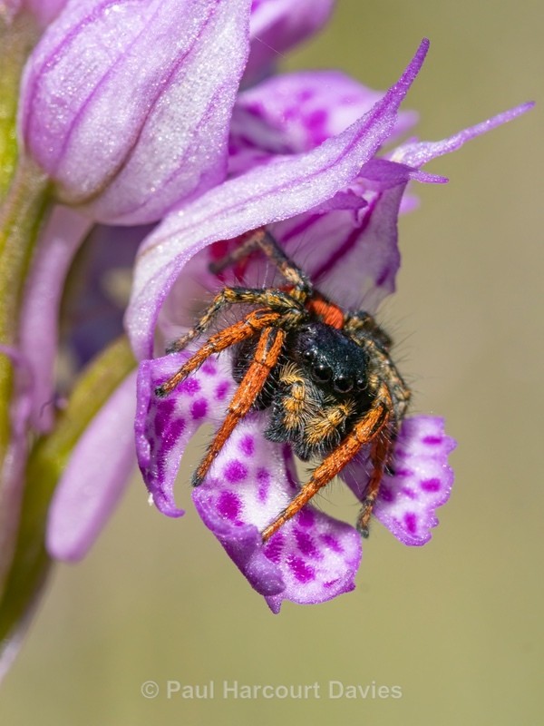 Jumping Spider (Philaeus chrysops) - Insects, Spiders and other Animals