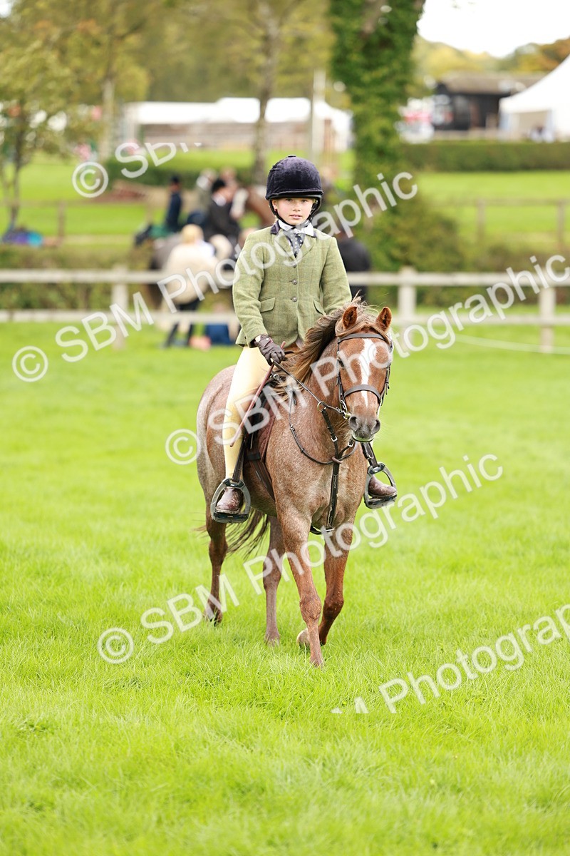 SBM_41777 - S32 - Mountain & Moorland Working Hunter Pony