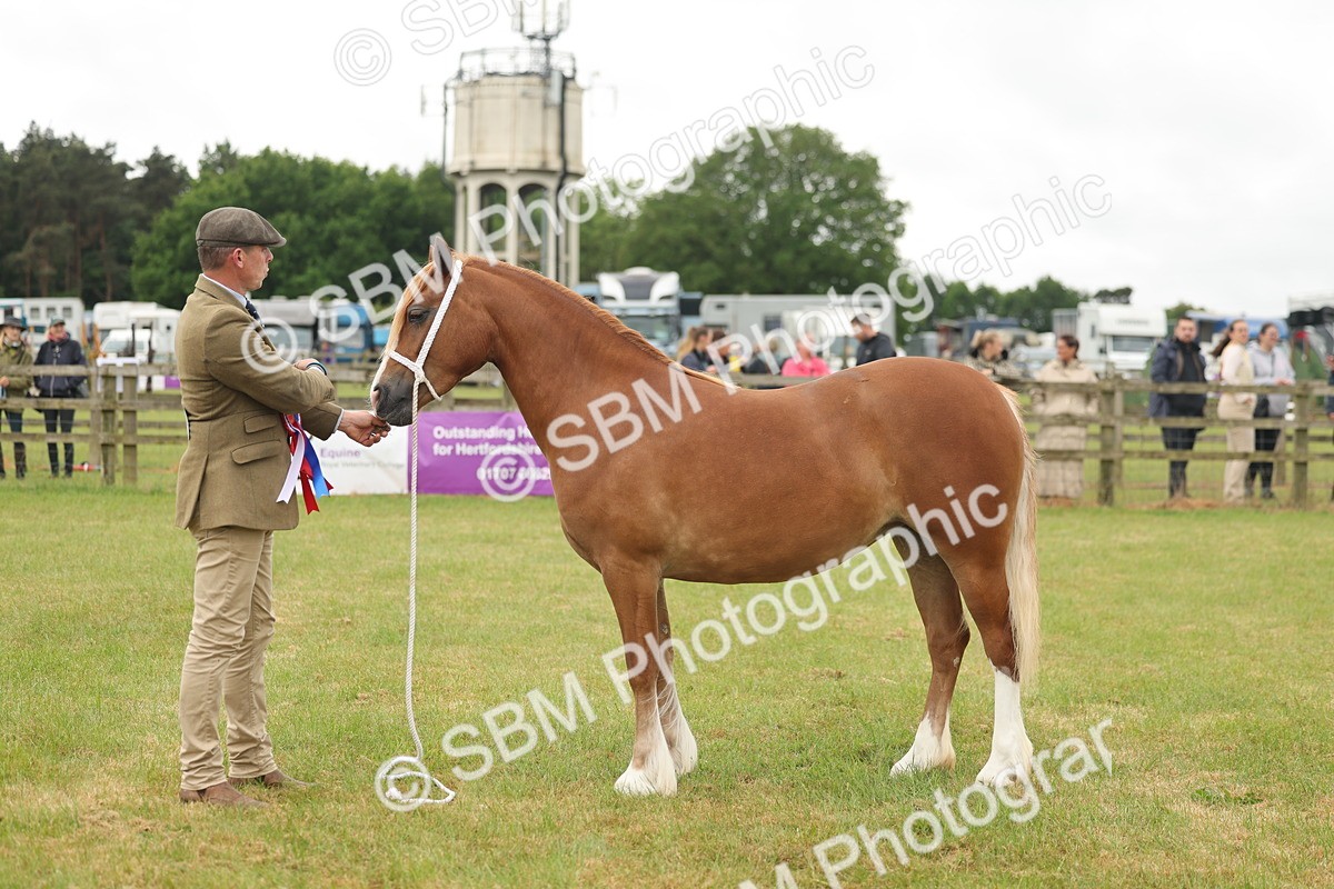 SBM_02444 - Class 50-57 - M&M Welsh Pony In Hand