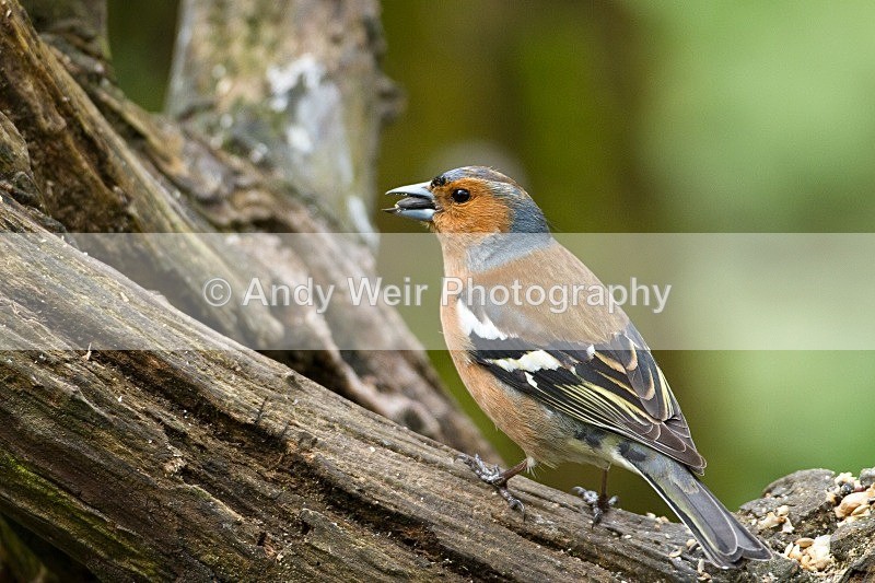 20120421-_MG_9604 - Chaffinch