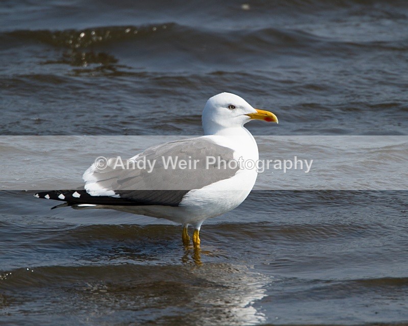 20110430-IMG_5197 - Lesser Black Backed Gull