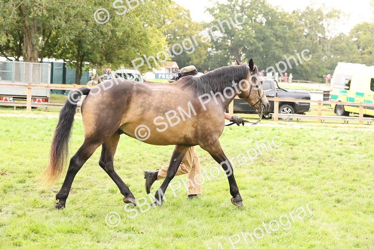 SBM_56269 - S55 - Other Coloured Horse In Hand