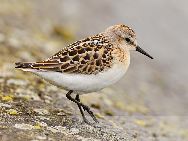 Little Stint at Farmoor Reservoir - Little Stint