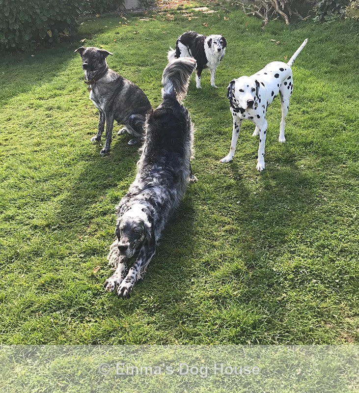  - Dogs