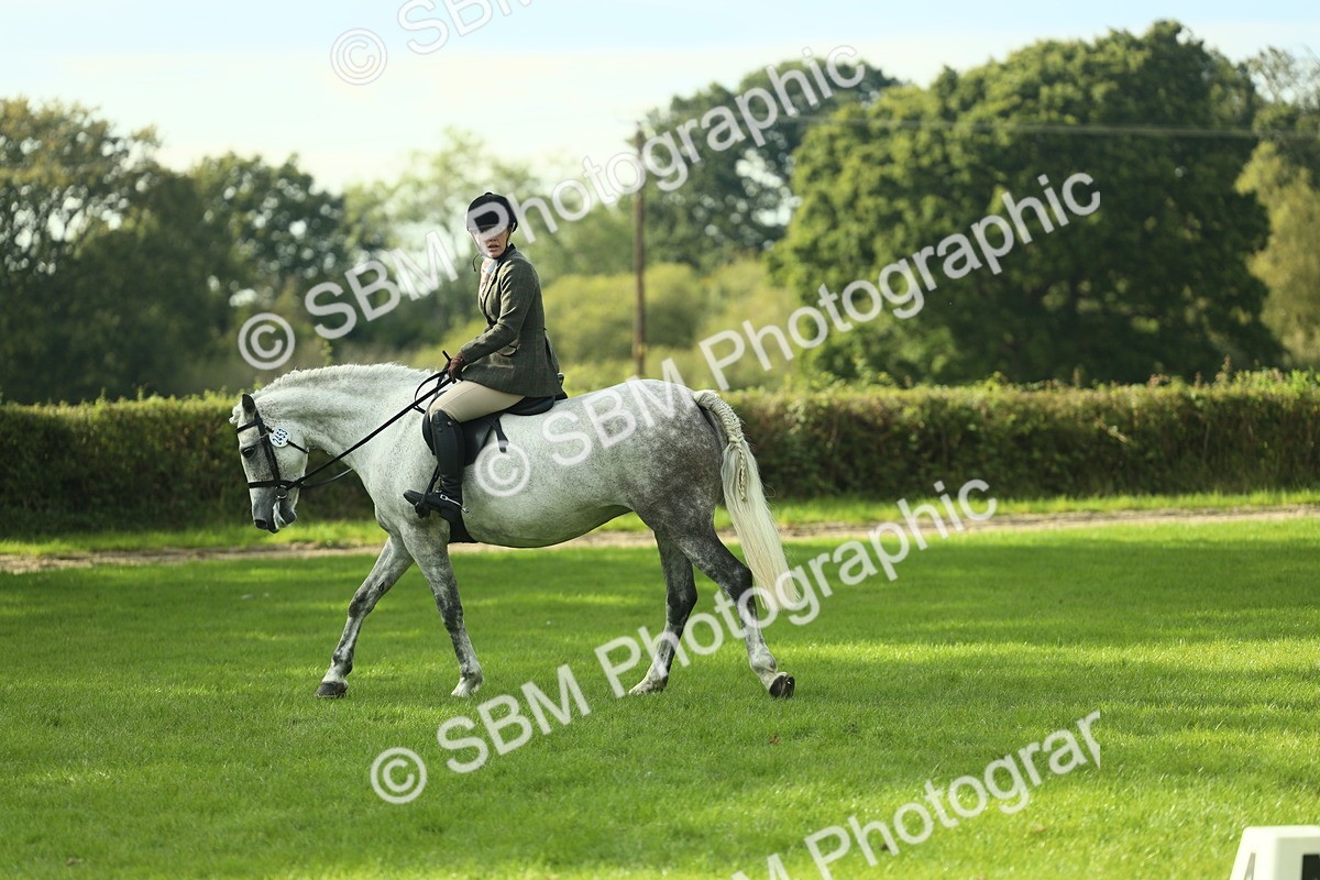 SBM_50651 - S33 - Working Hunter & Working Show Horse