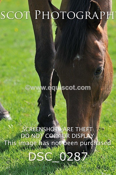 DSC_0287 - ARCHIVE REQUEST - Quincy and Guinness