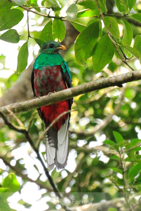 Resplendent Quetzal (male) at Curi-Cancha, Costa Rica - Resplendent Quetzal