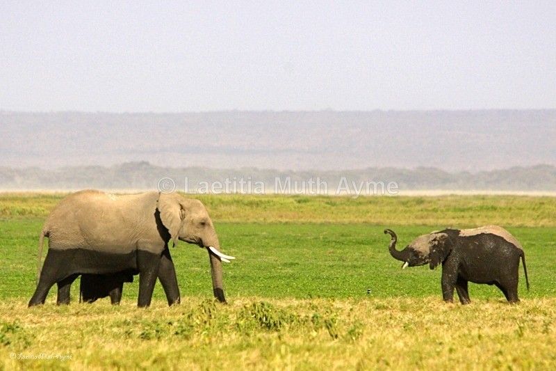 _M7B0036 Amboseli - Elephants