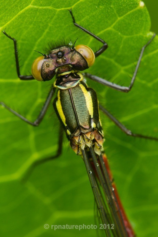 Large Red Damselfy - Pyrrhosoma nymphula RPNP0706 - Insects & Spiders