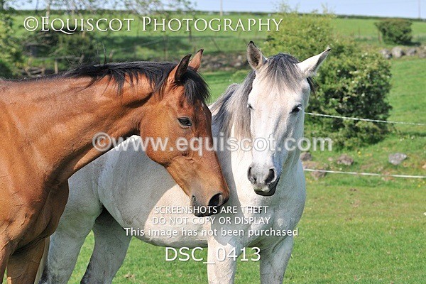 DSC_0413 - ARCHIVE REQUEST - Quincy and Guinness