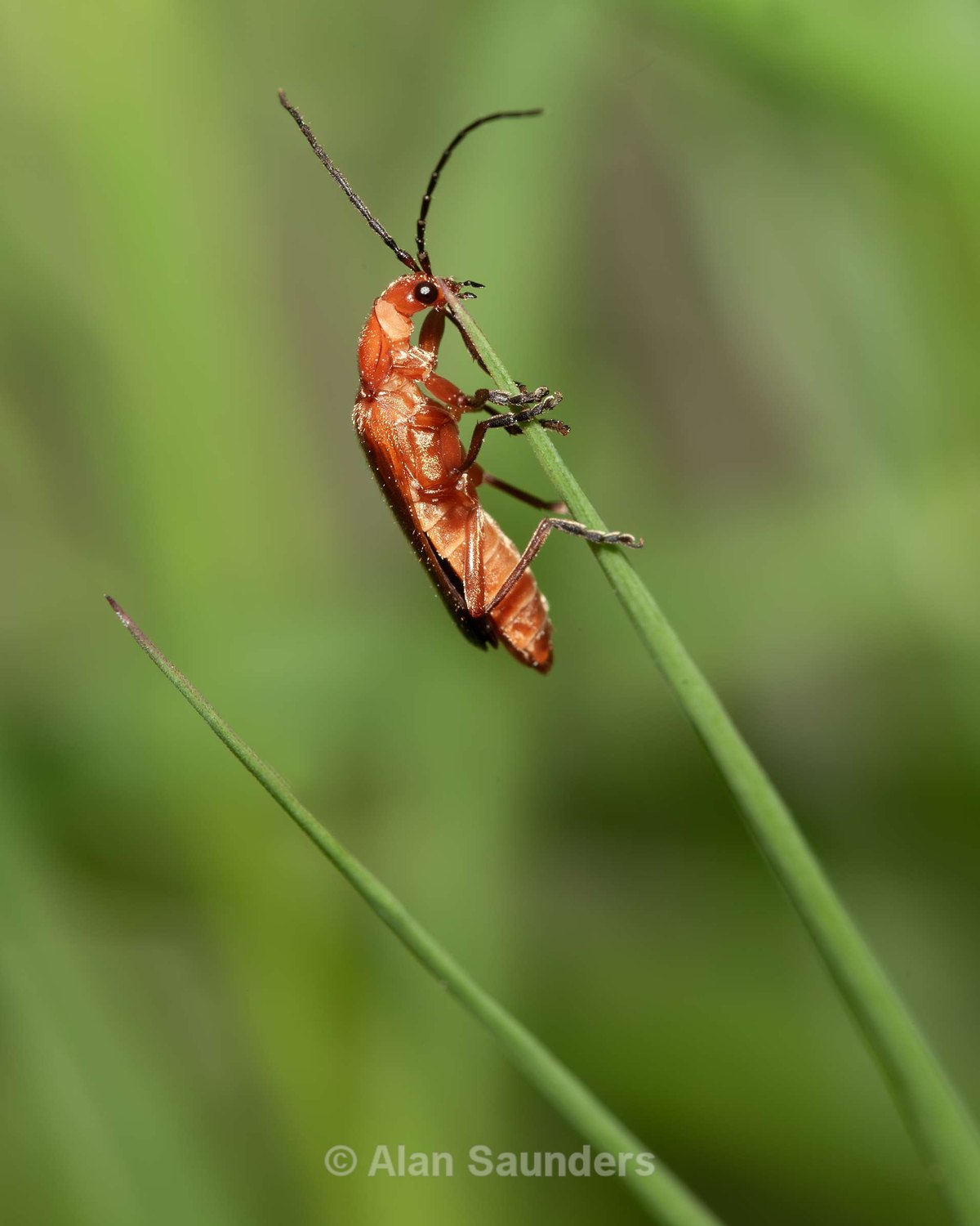 Common Soldier Beetle 1