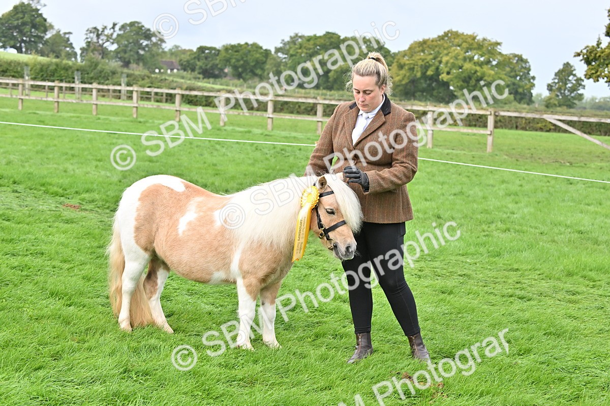SBM_57003 - S45 - Coloured Pony In Hand