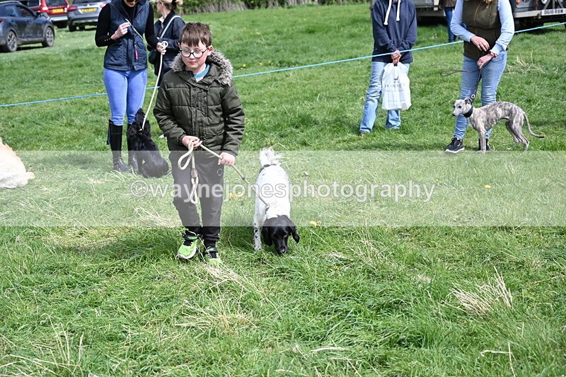 WJ6_9065 - Class 8 Best Working / Gun Dog or Bitch