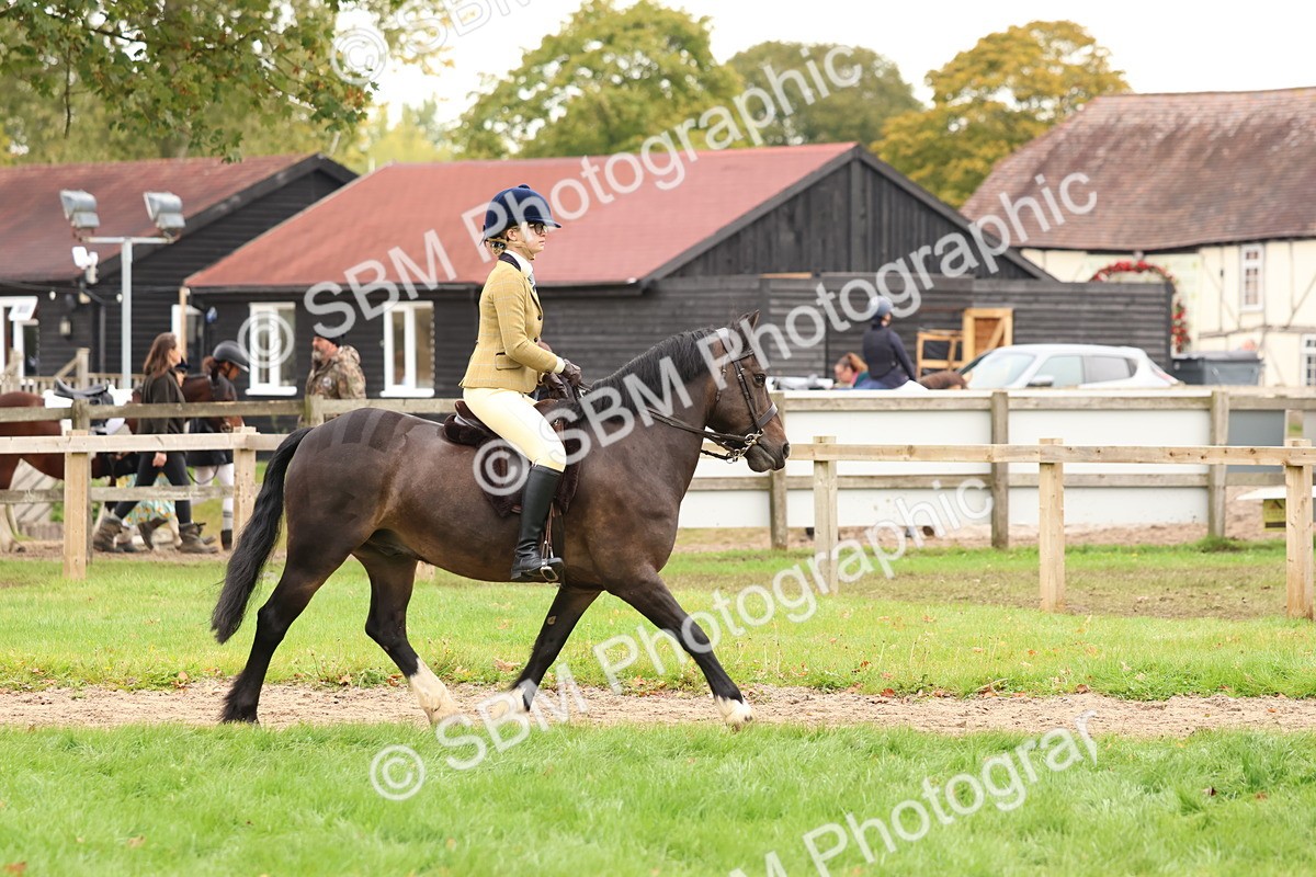 SBM_59890 - S36 - Rehabiliated Rescue Horse & Pony In Hand & Ridden