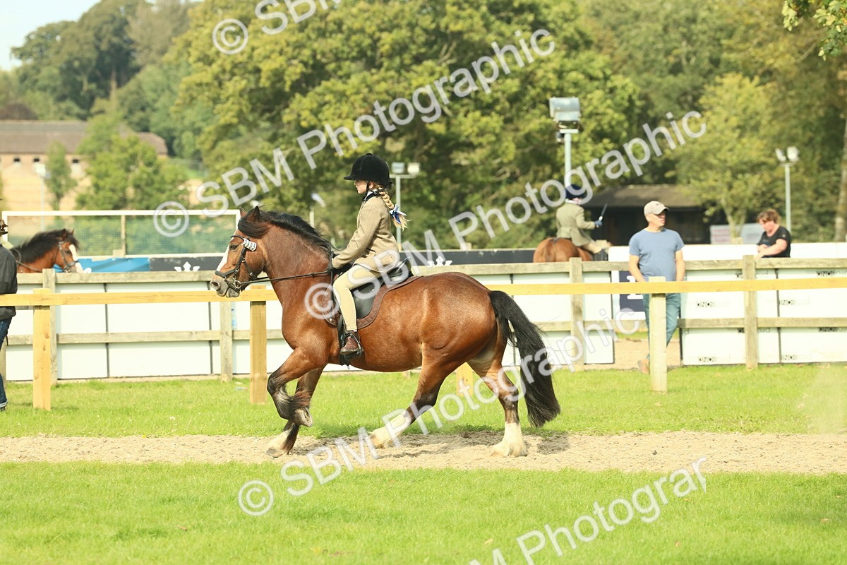 SBM_69058 - S58 - Mini Show Cob Ridden