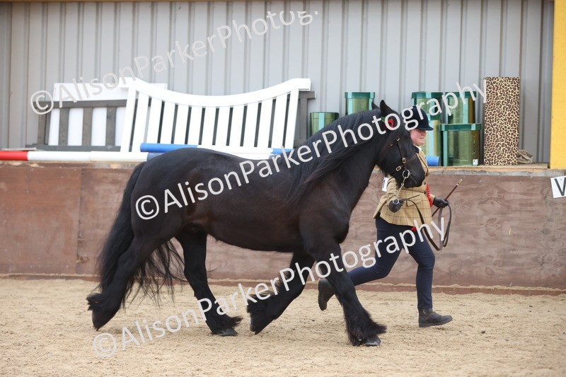 20251109-1108 - Class 29 - Geldings 4 Years and over