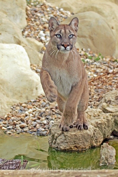 Viktoria, Puma at WHF