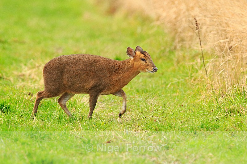 Muntjac Deer at Otmoor RSPB - Deer