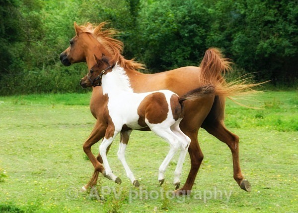 _DSC6546 2 - Horses'n'Ponies
