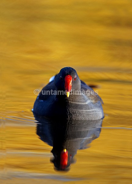 Moorhen - United Kingdom
