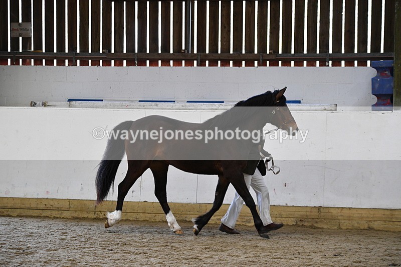 WJ5_5706 - Morning in hand Championship