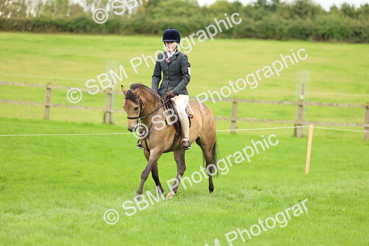 SBM_41839 - S32 - Mountain & Moorland Working Hunter Pony